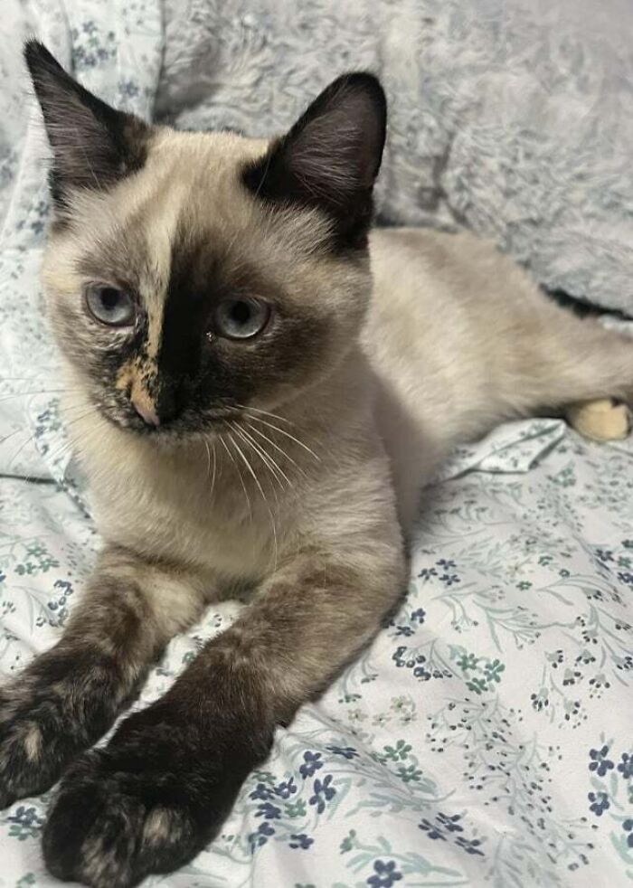 95 Cats With Unique Markings On Their Fur And Paws That Are Totally Adorable