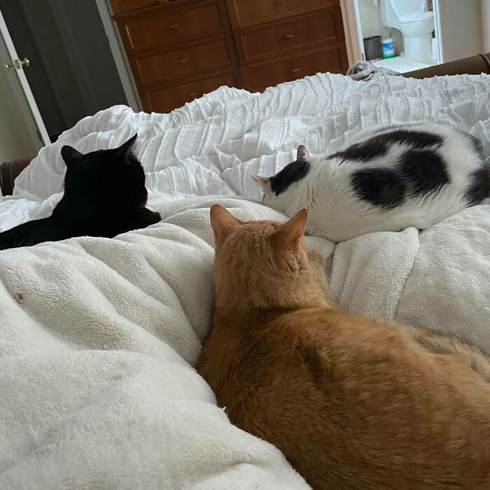 95 Cats With Unique Markings On Their Fur And Paws That Are Totally Adorable