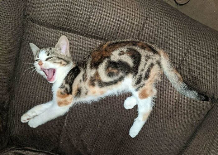 95 Cats With Unique Markings On Their Fur And Paws That Are Totally Adorable