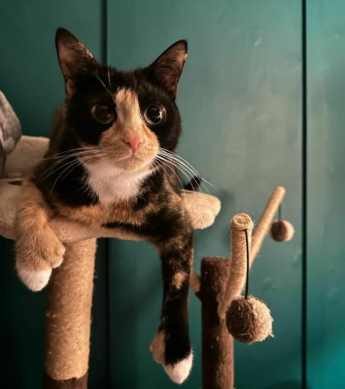 95 Cats With Unique Markings On Their Fur And Paws That Are Totally Adorable