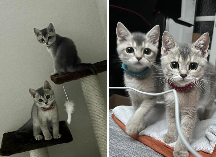 95 Cats With Unique Markings On Their Fur And Paws That Are Totally Adorable