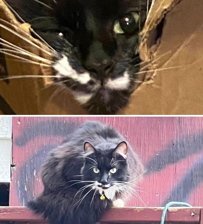 95 Cats With Unique Markings On Their Fur And Paws That Are Totally Adorable