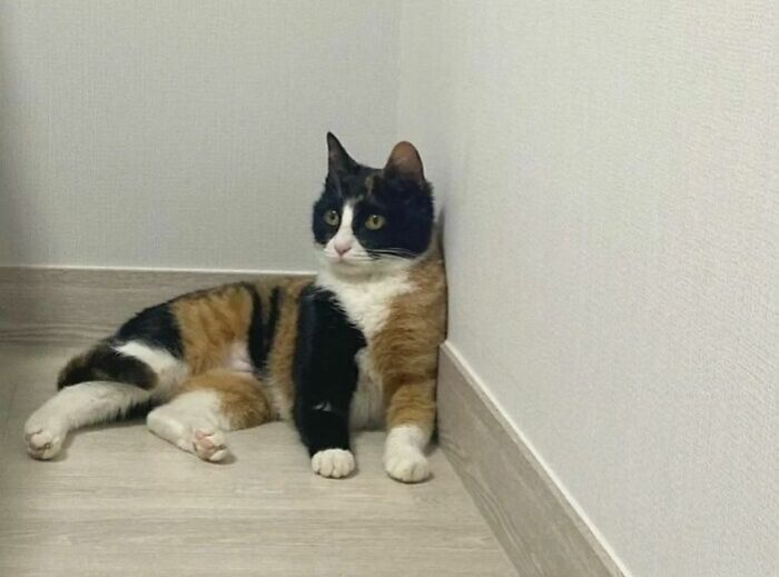 95 Cats With Unique Markings On Their Fur And Paws That Are Totally Adorable