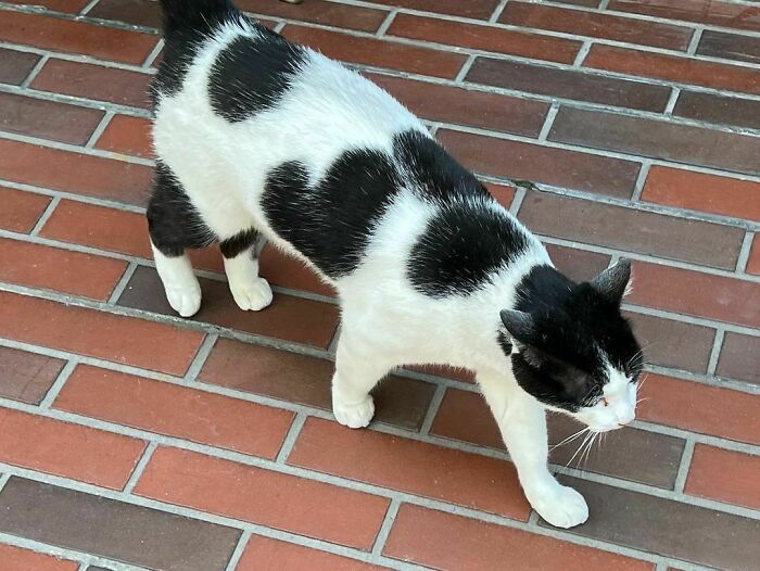 95 Cats With Unique Markings On Their Fur And Paws That Are Totally Adorable