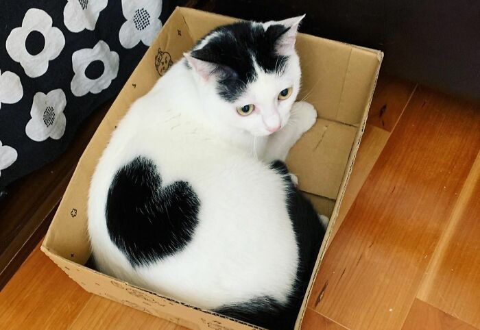 95 Cats With Unique Markings On Their Fur And Paws That Are Totally Adorable