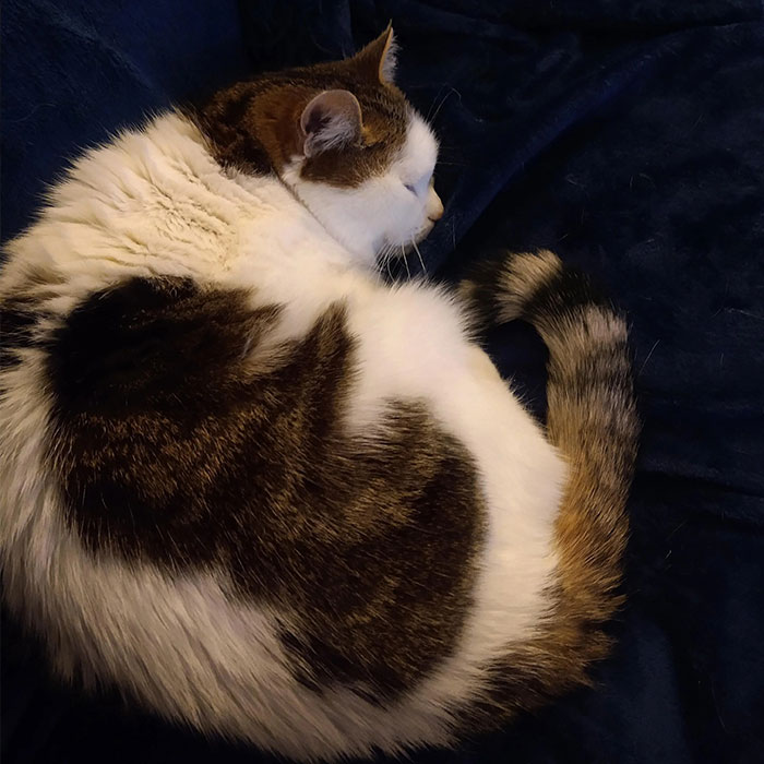 95 Cats With Unique Markings On Their Fur And Paws That Are Totally Adorable