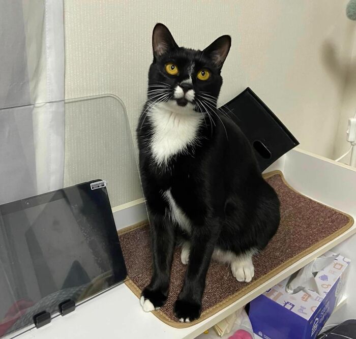 95 Cats With Unique Markings On Their Fur And Paws That Are Totally Adorable