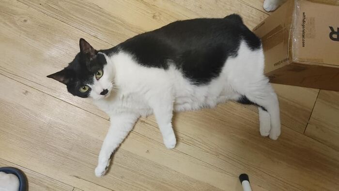 95 Cats With Unique Markings On Their Fur And Paws That Are Totally Adorable