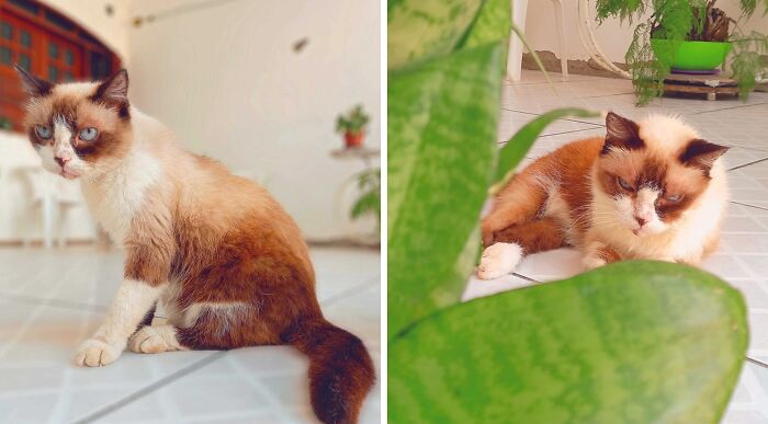 95 Cats With Unique Markings On Their Fur And Paws That Are Totally Adorable
