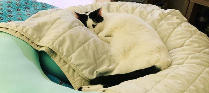 95 Cats With Unique Markings On Their Fur And Paws That Are Totally Adorable