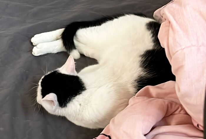 95 Cats With Unique Markings On Their Fur And Paws That Are Totally Adorable