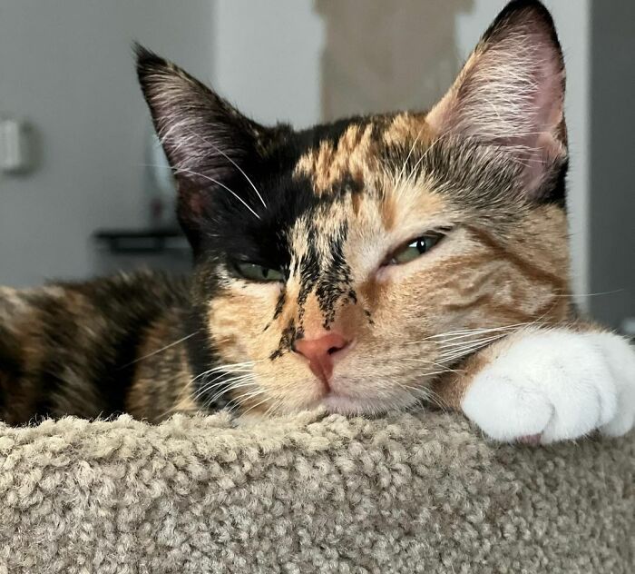 95 Cats With Unique Markings On Their Fur And Paws That Are Totally Adorable