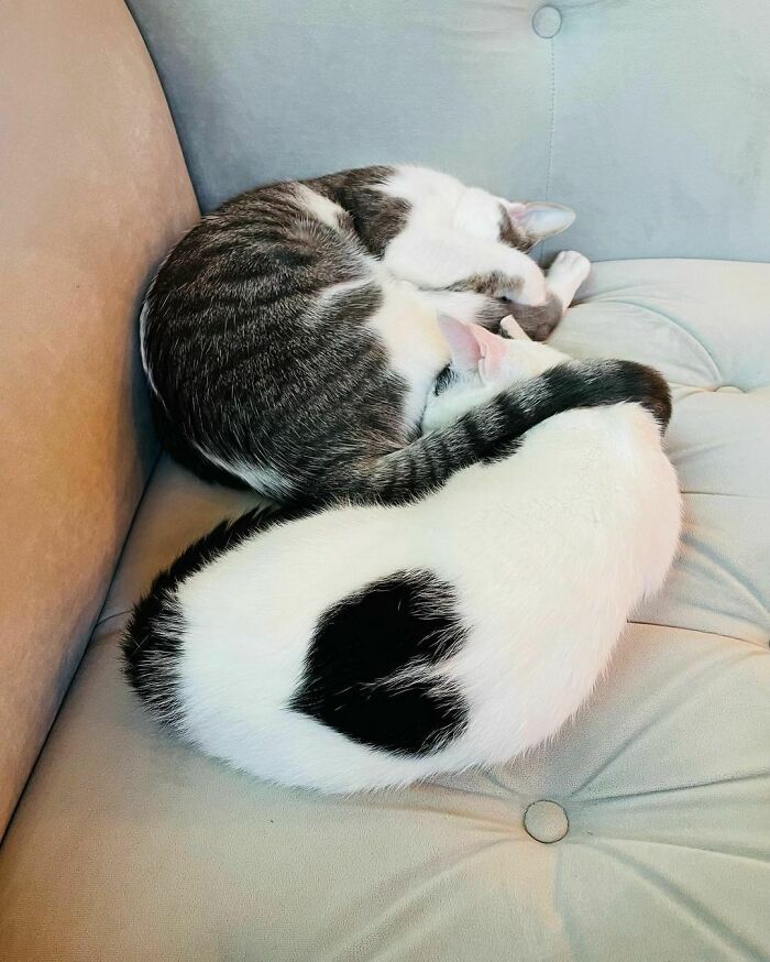 95 Cats With Unique Markings On Their Fur And Paws That Are Totally Adorable