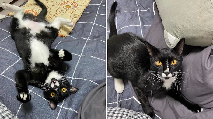 95 Cats With Unique Markings On Their Fur And Paws That Are Totally Adorable