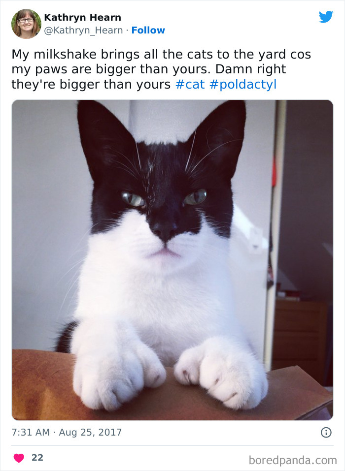 95 Cats With Unique Markings On Their Fur And Paws That Are Totally Adorable
