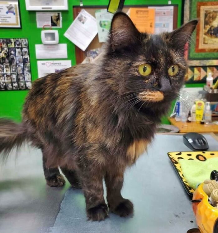 95 Cats With Unique Markings On Their Fur And Paws That Are Totally Adorable