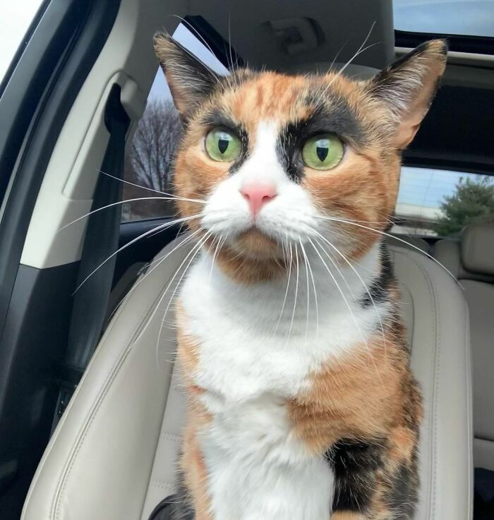 95 Cats With Unique Markings On Their Fur And Paws That Are Totally Adorable