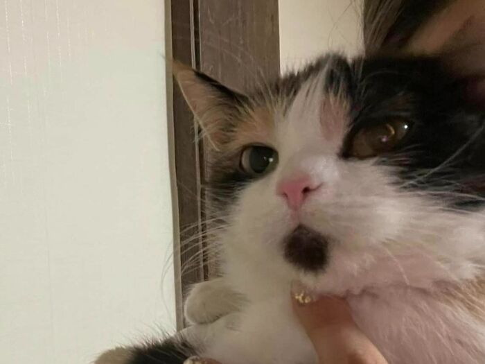 95 Cats With Unique Markings On Their Fur And Paws That Are Totally Adorable