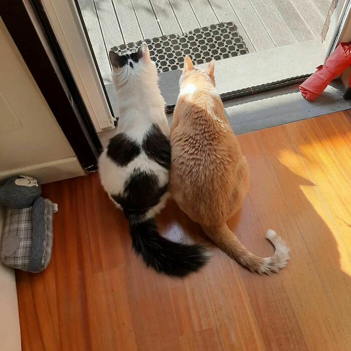 95 Cats With Unique Markings On Their Fur And Paws That Are Totally Adorable