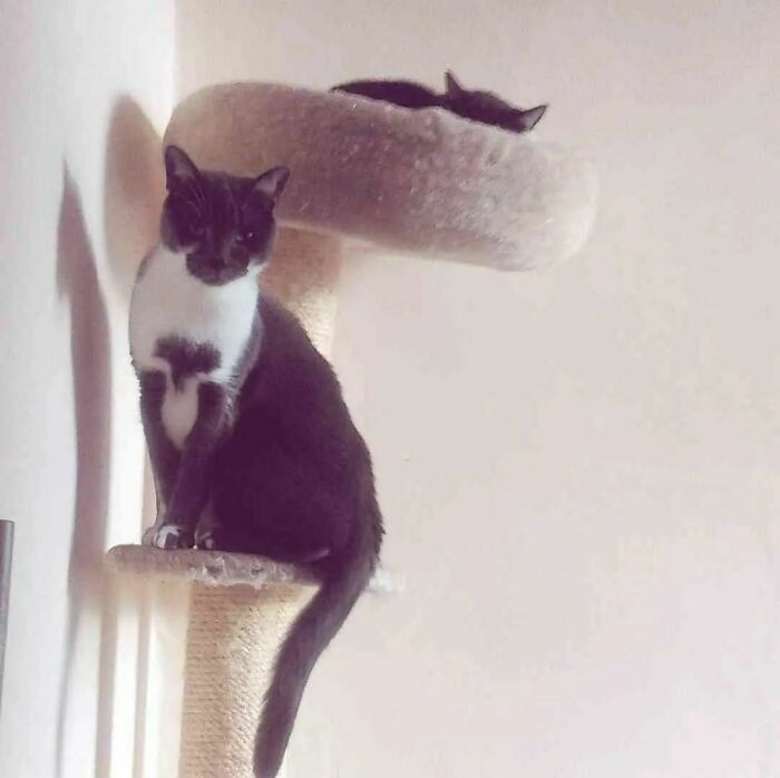 95 Cats With Unique Markings On Their Fur And Paws That Are Totally Adorable