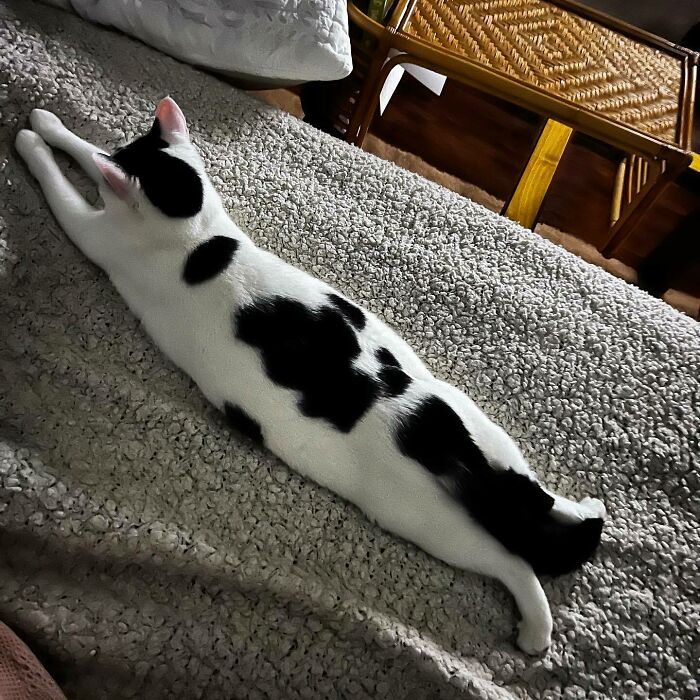 95 Cats With Unique Markings On Their Fur And Paws That Are Totally Adorable