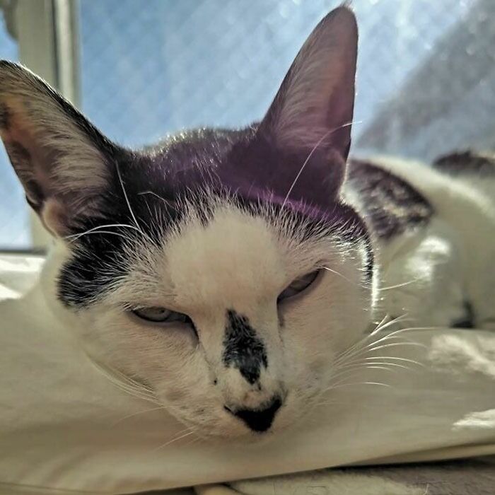 95 Cats With Unique Markings On Their Fur And Paws That Are Totally Adorable