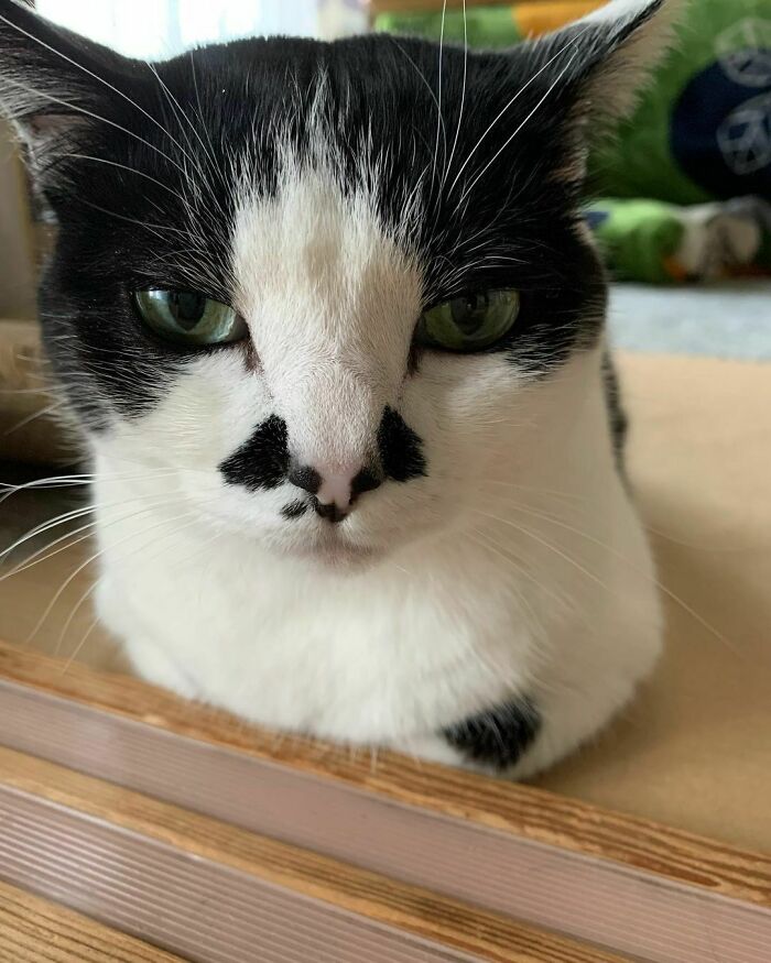 95 Cats With Unique Markings On Their Fur And Paws That Are Totally Adorable