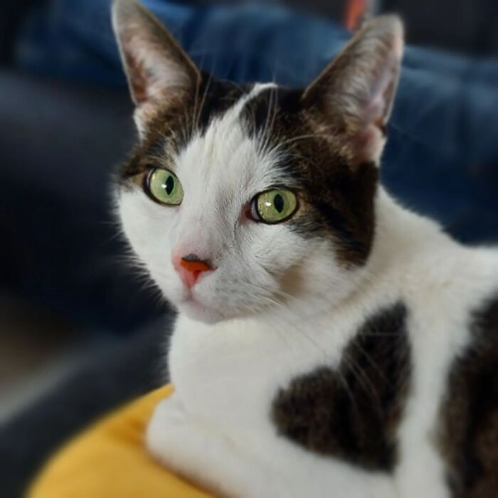 95 Cats With Unique Markings On Their Fur And Paws That Are Totally Adorable
