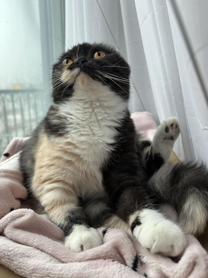 95 Cats With Unique Markings On Their Fur And Paws That Are Totally Adorable