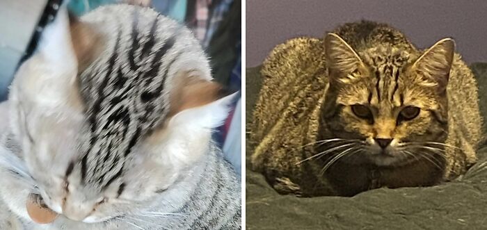 95 Cats With Unique Markings On Their Fur And Paws That Are Totally Adorable