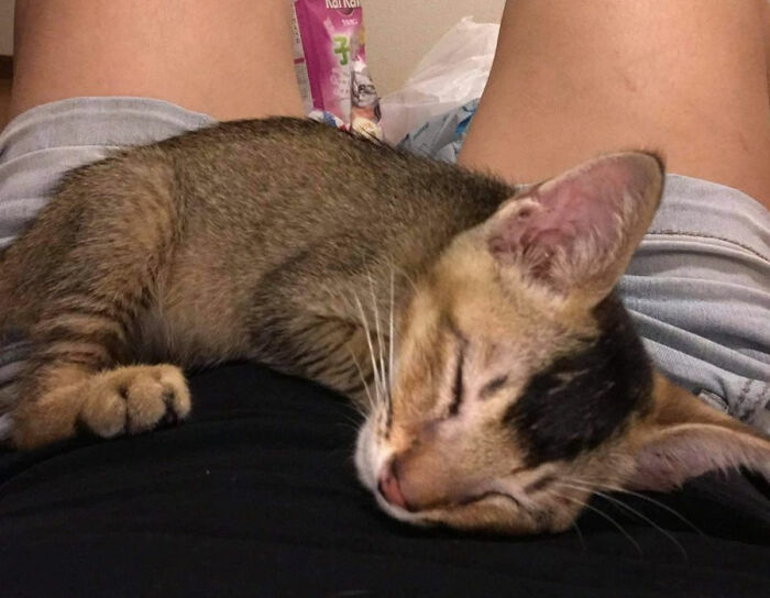 95 Cats With Unique Markings On Their Fur And Paws That Are Totally Adorable