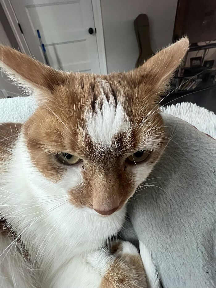 95 Cats With Unique Markings On Their Fur And Paws That Are Totally Adorable