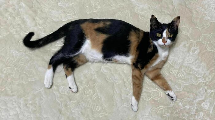 95 Cats With Unique Markings On Their Fur And Paws That Are Totally Adorable