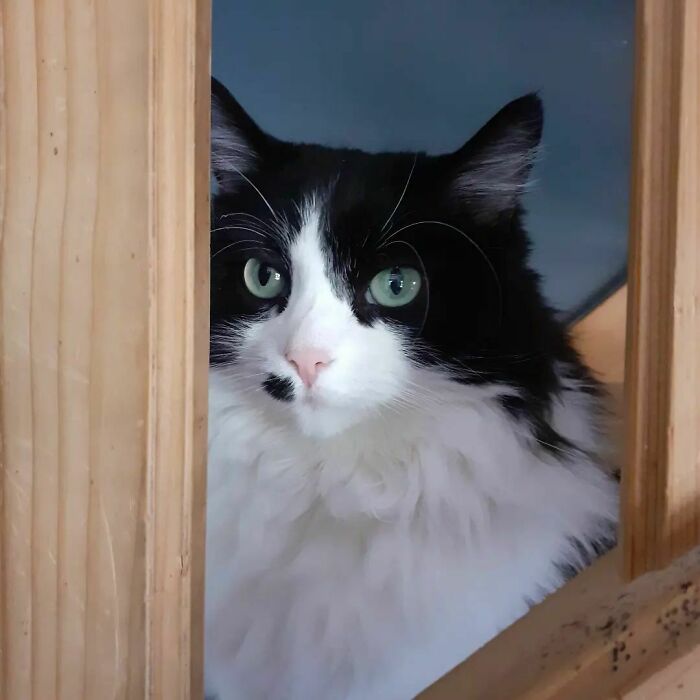 95 Cats With Unique Markings On Their Fur And Paws That Are Totally Adorable