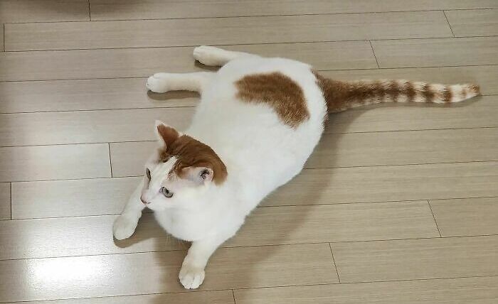 95 Cats With Unique Markings On Their Fur And Paws That Are Totally Adorable