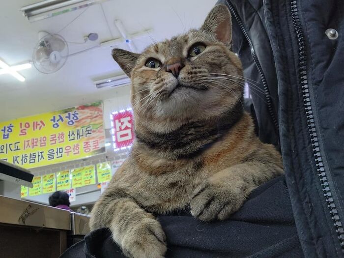 95 Cats With Unique Markings On Their Fur And Paws That Are Totally Adorable