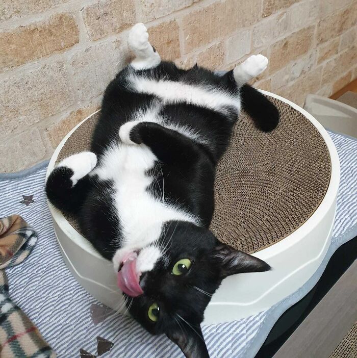 95 Cats With Unique Markings On Their Fur And Paws That Are Totally Adorable