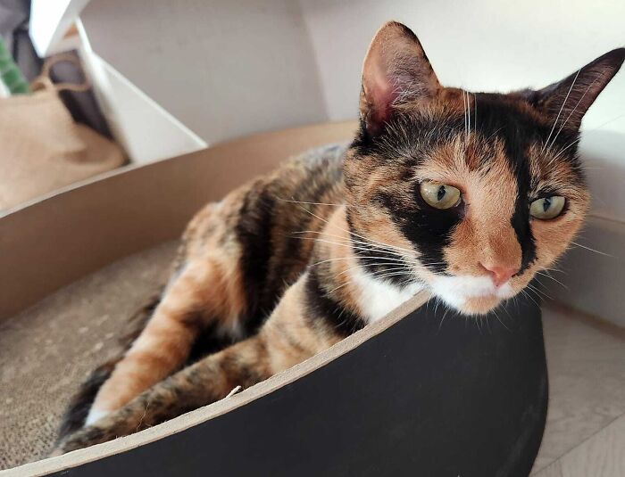 95 Cats With Unique Markings On Their Fur And Paws That Are Totally Adorable