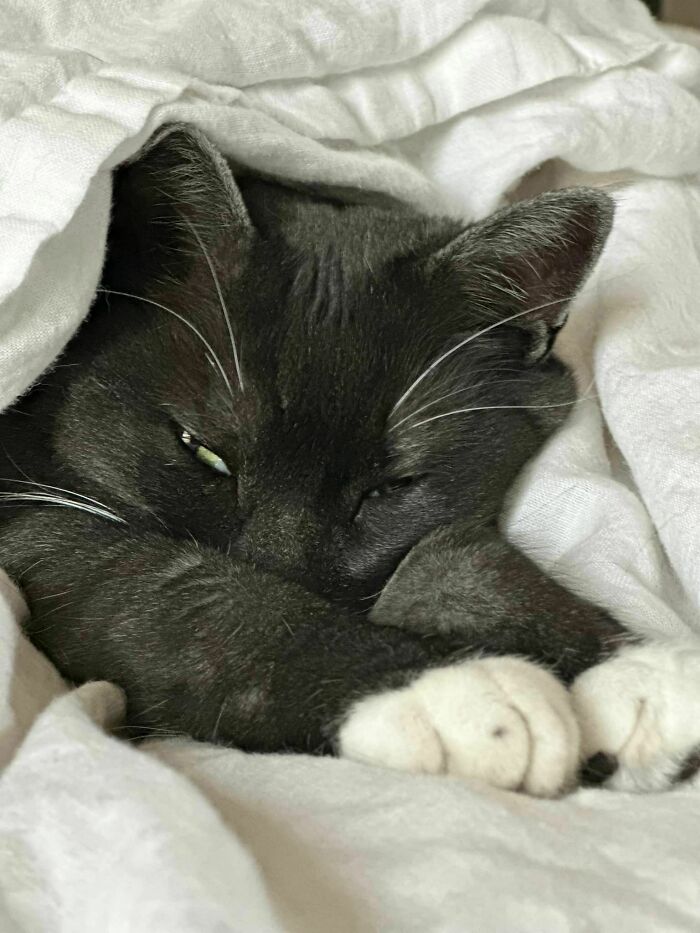 95 Cats With Unique Markings On Their Fur And Paws That Are Totally Adorable