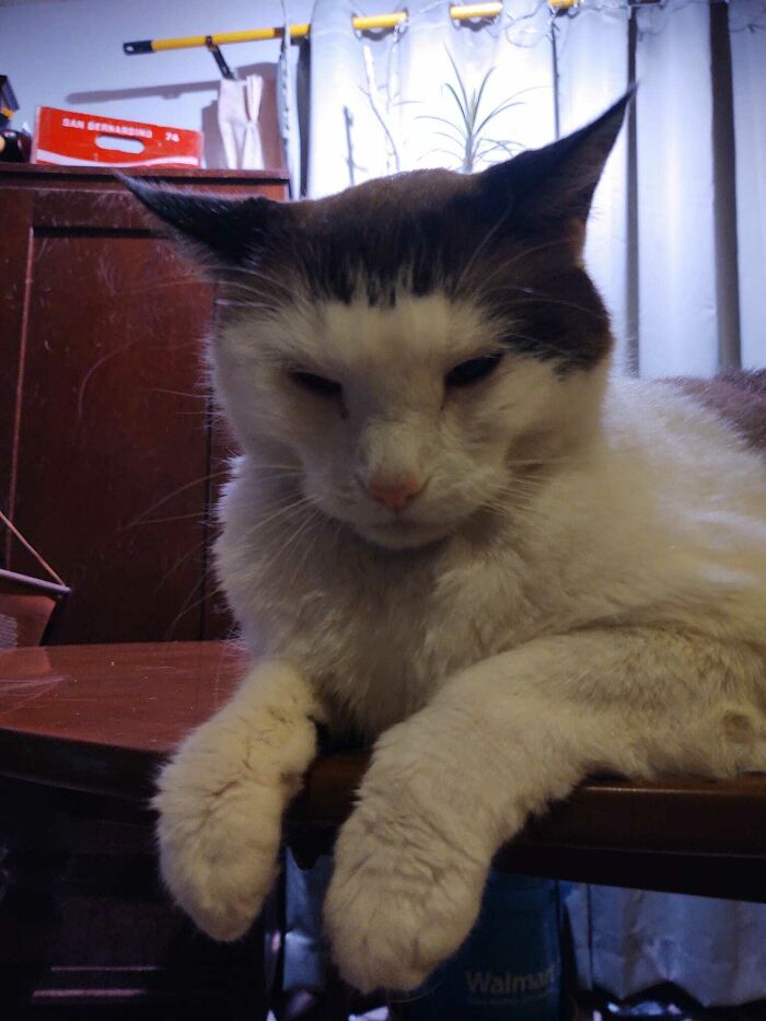 95 Cats With Unique Markings On Their Fur And Paws That Are Totally Adorable