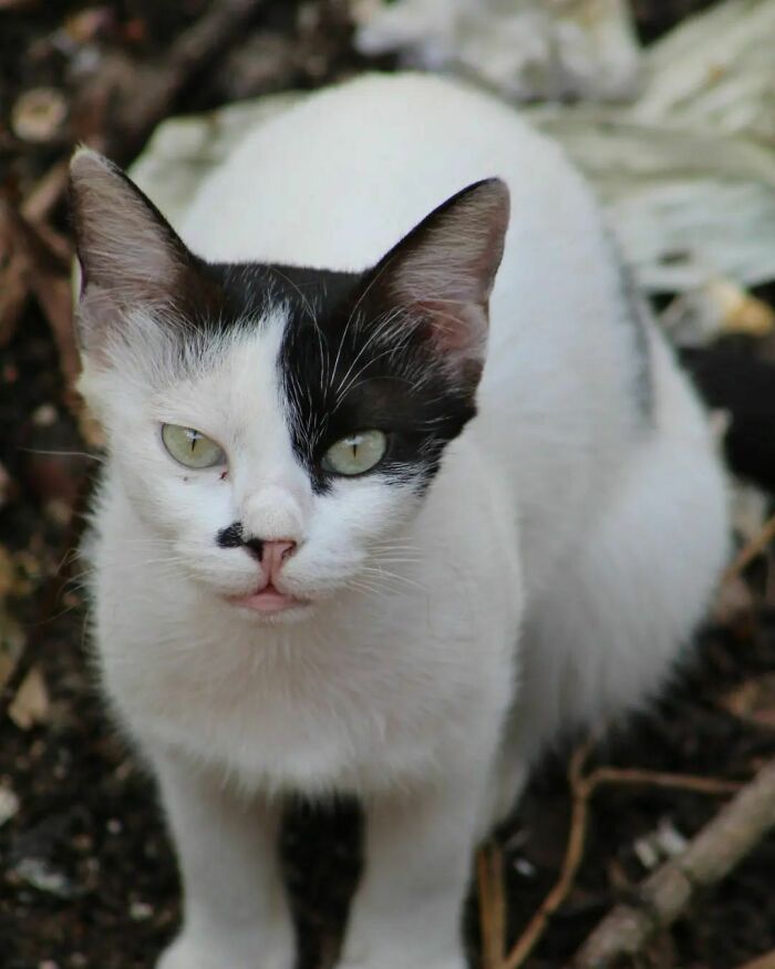 95 Cats With Unique Markings On Their Fur And Paws That Are Totally Adorable