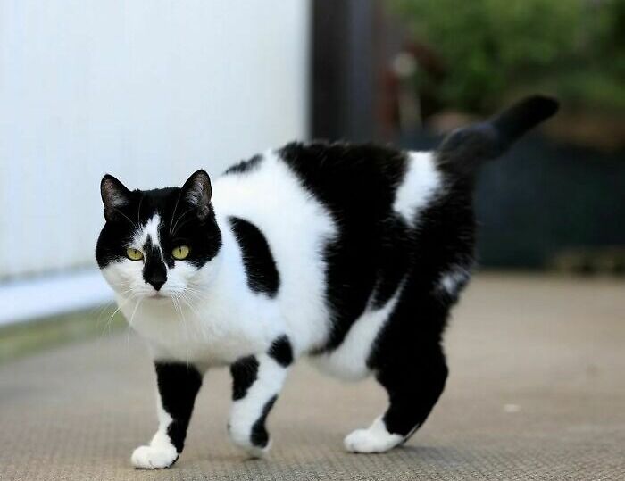 95 Cats With Unique Markings On Their Fur And Paws That Are Totally Adorable