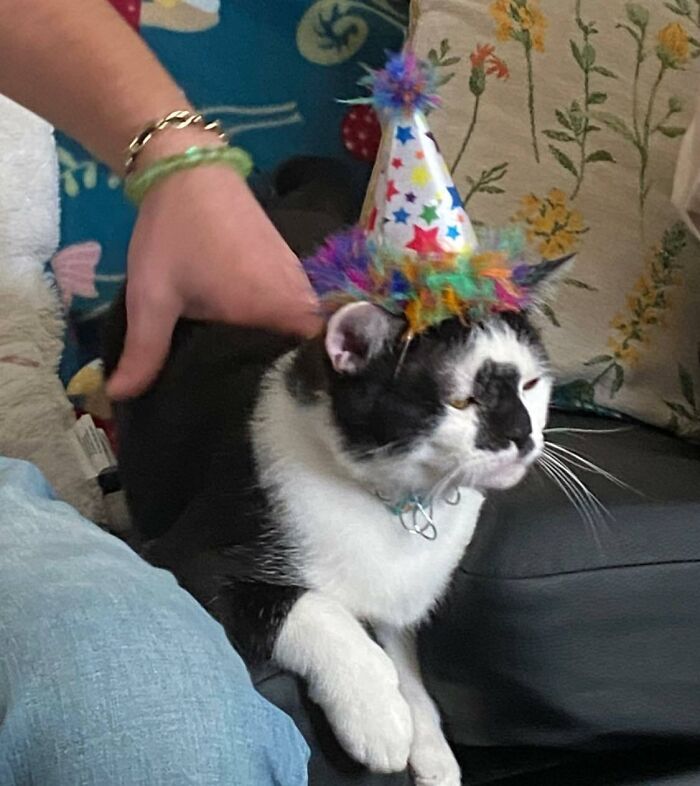 95 Cats With Unique Markings On Their Fur And Paws That Are Totally Adorable