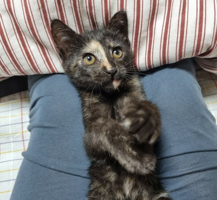 95 Cats With Unique Markings On Their Fur And Paws That Are Totally Adorable