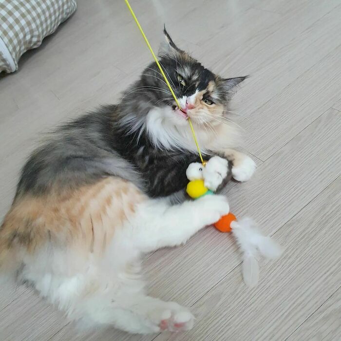 95 Cats With Unique Markings On Their Fur And Paws That Are Totally Adorable