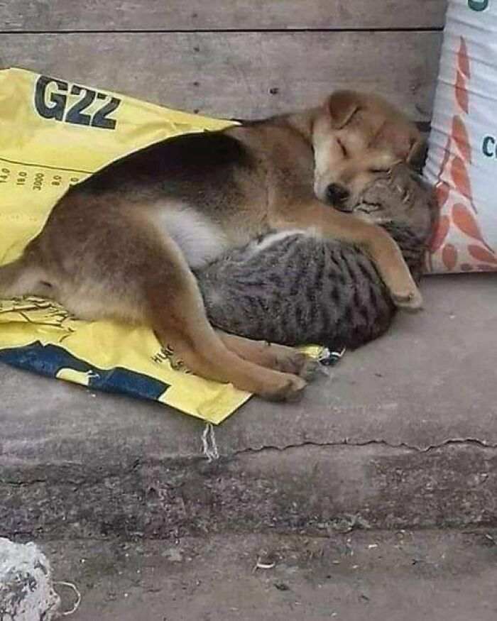 50 Times People Spotted Animals In Places They Shouldn’t Be And Just Had To Document It 50 Times People Spotted Animals In Places They Shouldn’t Be And Just Had To Document It