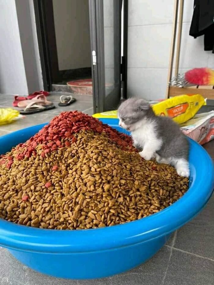 50 Times People Spotted Animals In Places They Shouldn’t Be And Just Had To Document It 50 Times People Spotted Animals In Places They Shouldn’t Be And Just Had To Document It