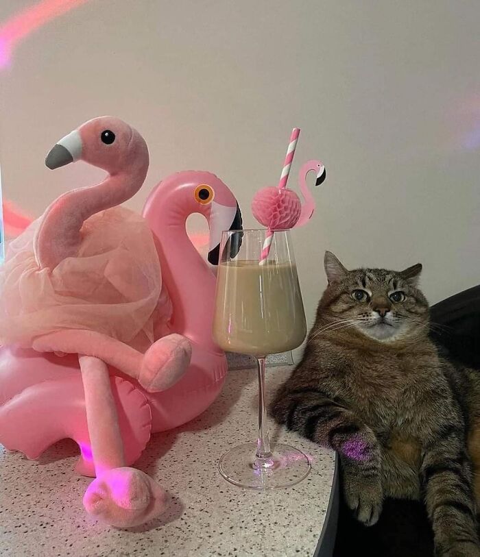 50 Times People Spotted Animals In Places They Shouldn’t Be And Just Had To Document It 50 Times People Spotted Animals In Places They Shouldn’t Be And Just Had To Document It