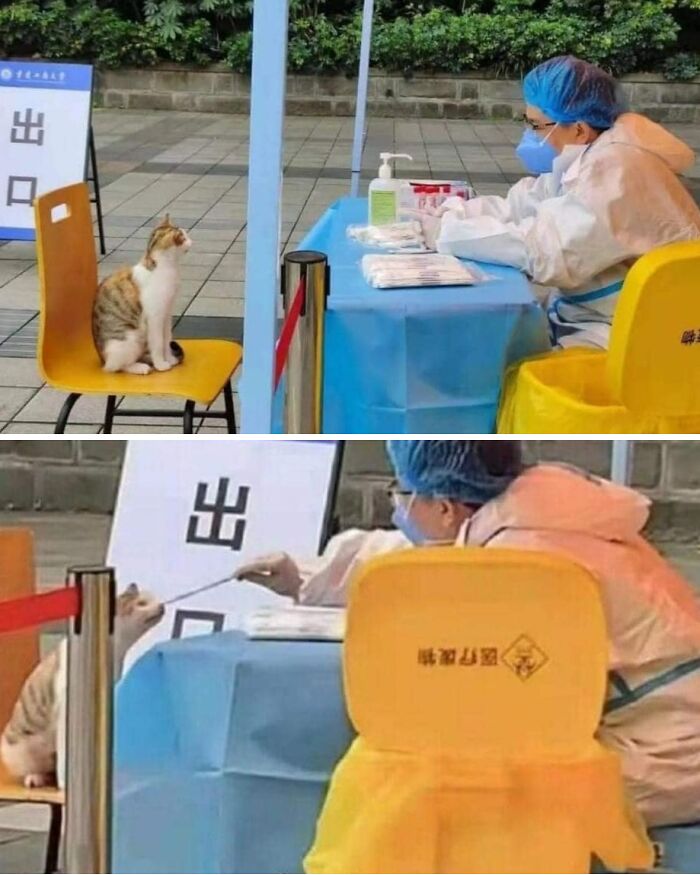 50 Times People Spotted Animals In Places They Shouldn’t Be And Just Had To Document It 50 Times People Spotted Animals In Places They Shouldn’t Be And Just Had To Document It