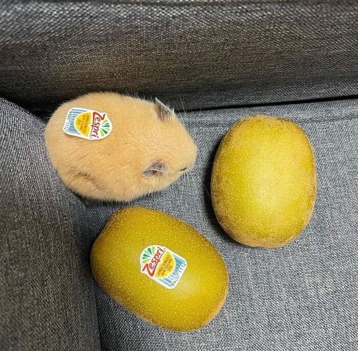 50 Times People Spotted Animals In Places They Shouldn’t Be And Just Had To Document It 50 Times People Spotted Animals In Places They Shouldn’t Be And Just Had To Document It